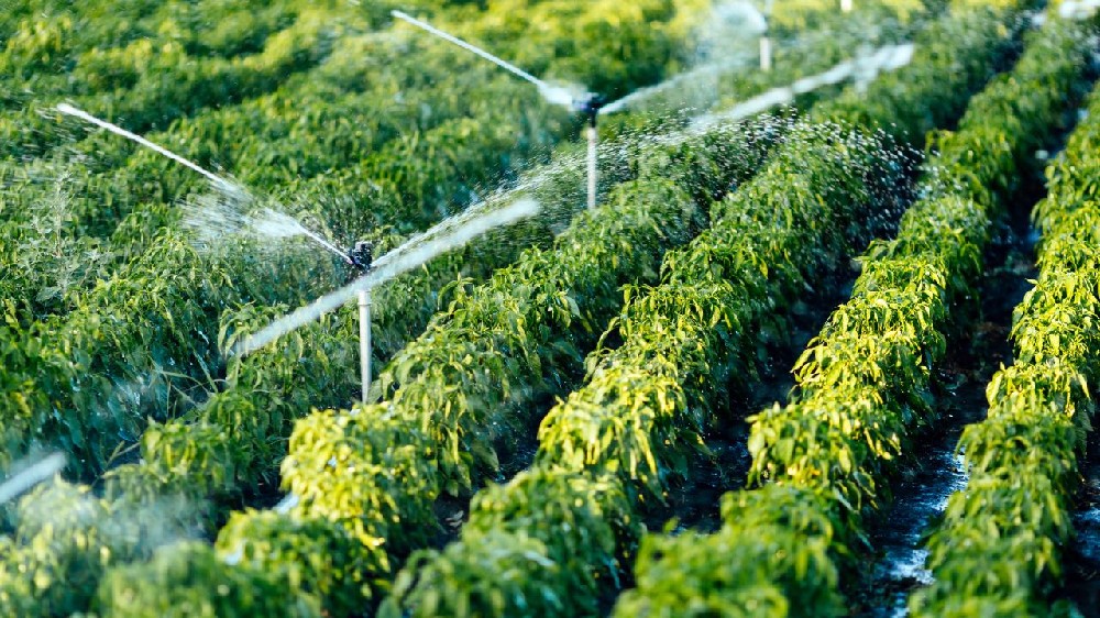 Diagram of an Automated Irrigation System