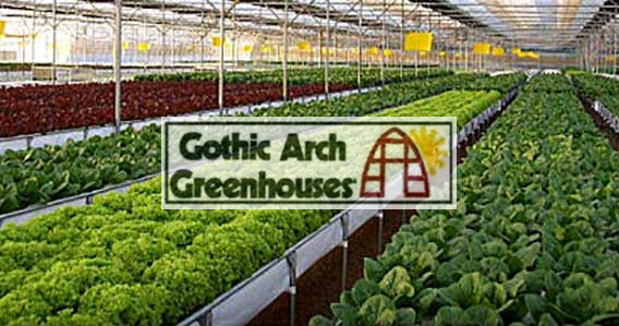 Organized commercial greenhouse interior with planting rows