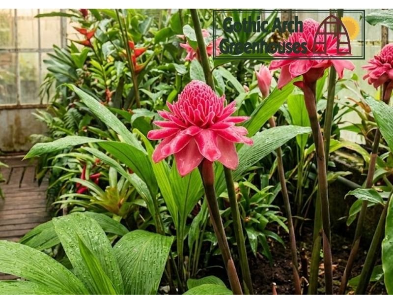 Bright pink torch ginger flowers blooming in a greenhouse with lush green leaves and humid environment