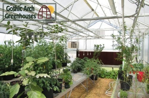 Drip irrigation lines delivering water to plants in a commercial greenhouse