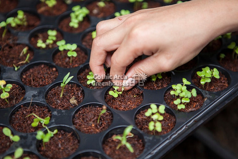 Common Seed-Starting Problems and Solutions