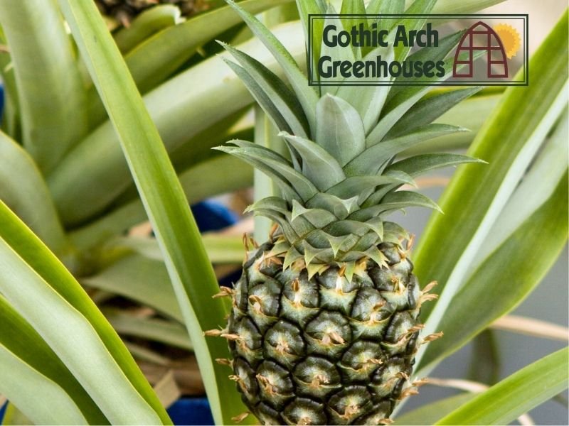 Pineapple plant with a golden ripe fruit growing in a greenhouse pot, spiky leaves and warm ambiance
