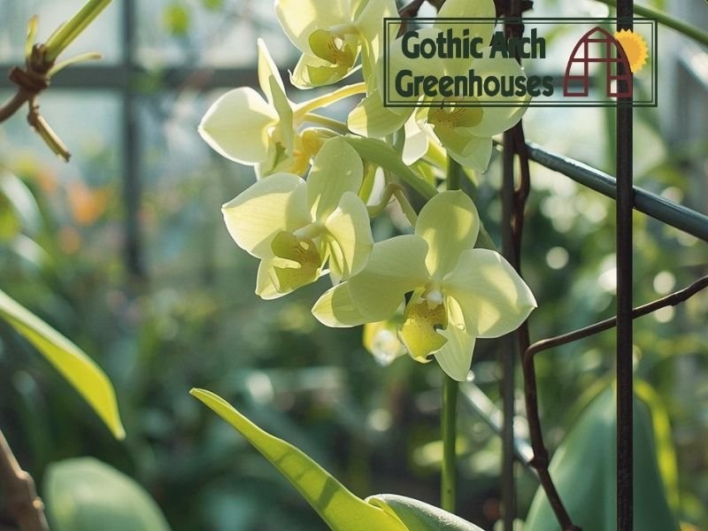 Vanilla orchid climbing up a trellis inside a greenhouse with delicate greenish-yellow flowers